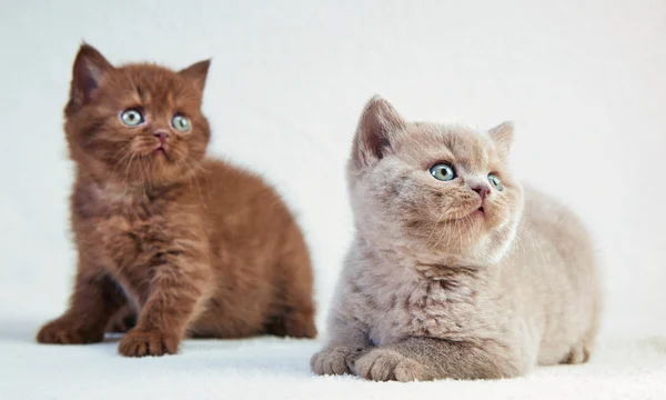 Kittens — Stock Photo, Image