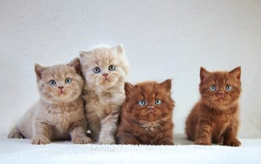 British kittens clipart