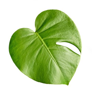 Beyaz arka planda izole edilmiş taze yeşil canavar bitki yaprağının yakın çekimi. Botanik, minimal, eko ve tasarım kavramları için uygun doğal dokuya sahip tropikal yapraklar.