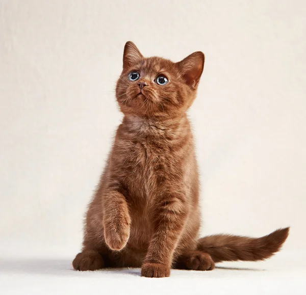 Британский короткошёрстный котёнок — стоковое фото