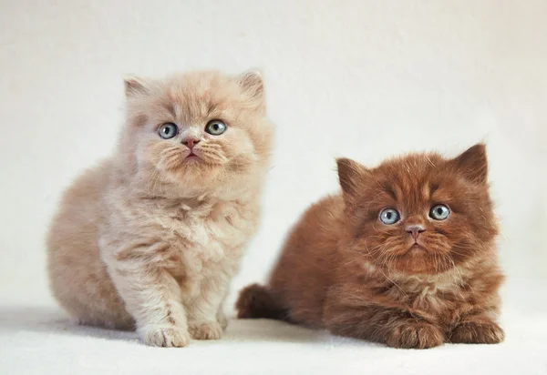 British long hair kittens — Stock Photo, Image