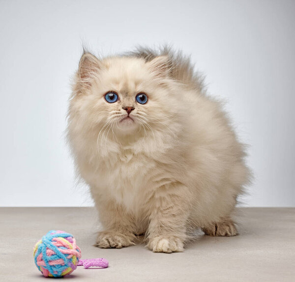 Fluffy white Siberian colorpoint kitten (Neva Masquerade breed) with bright blue eyes on a neutral background with colorful toy ball. Cute purebred domestic cat portrait suitable for pet, animal, and pedigree cat concepts