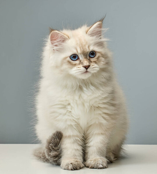 Fluffy white Siberian colorpoint kitten (Neva Masquerade breed) with bright blue eyes on a neutral background. Cute purebred domestic cat portrait suitable for pet, animal, and pedigree cat concepts
