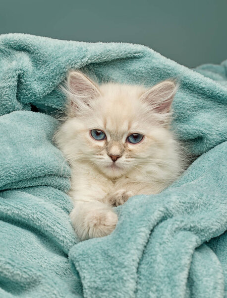 Fluffy white Siberian colorpoint kitten (Neva Masquerade breed) with bright blue eyes sleeping on blue plaid background. Cute purebred domestic cat portrait suitable for pet, animal, and pedigree cat concepts