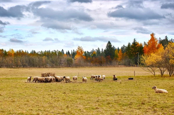 Paisagem de Outono com Ovelhas — Fotografia de Stock