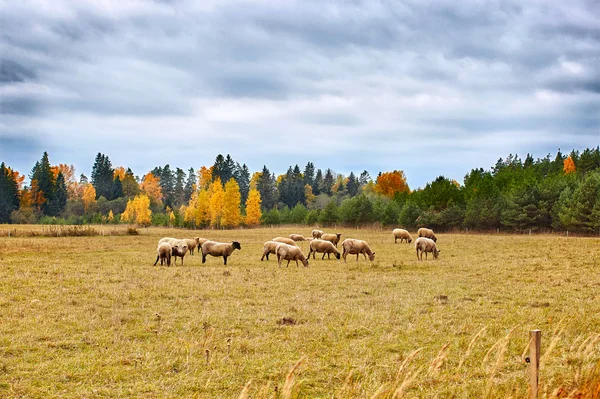 Paisaje de otoño con ovejas — Foto de Stock