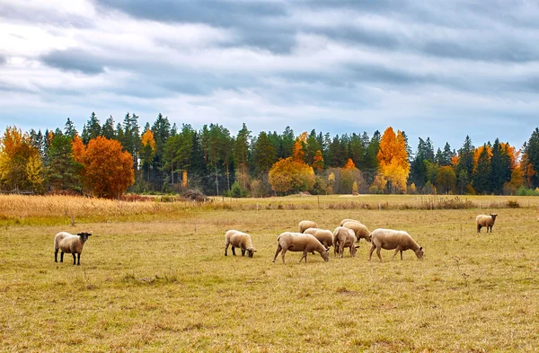 Осенний пейзаж с овцами — стоковое фото