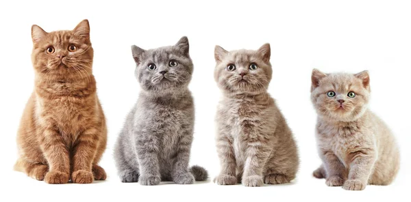 Verschillende Britse kittens — Stockfoto