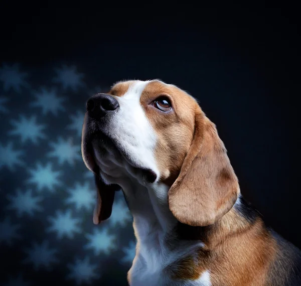 Portrét mladé beagle psa — Stock fotografie