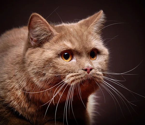 Portrét british krátké vlasy Cat — Stock fotografie