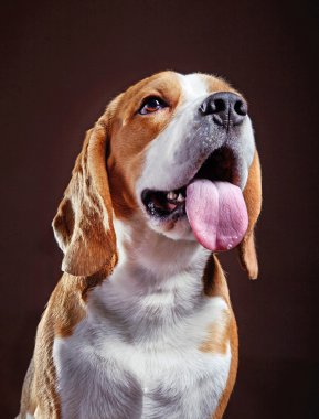 Genç beagle köpek portresi