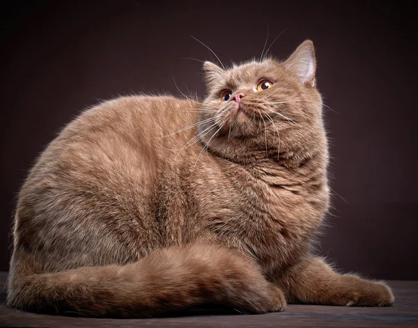 Portrét british krátké vlasy Cat — Stock fotografie