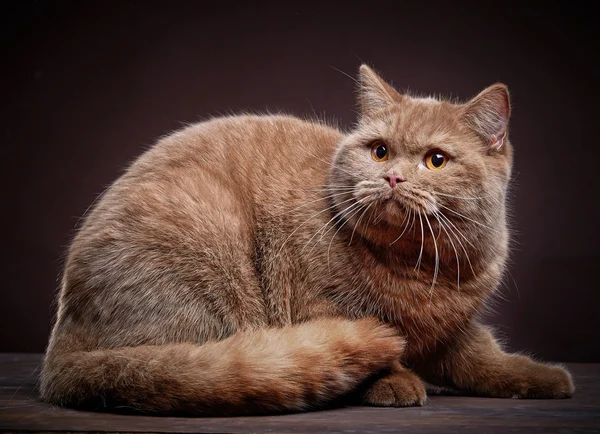 Portrait of british short hair cat — Stock Photo, Image