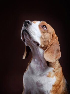 Genç beagle köpek portresi