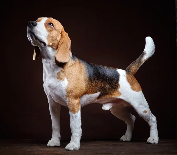 Junger Beagle-Hund — Stockfoto