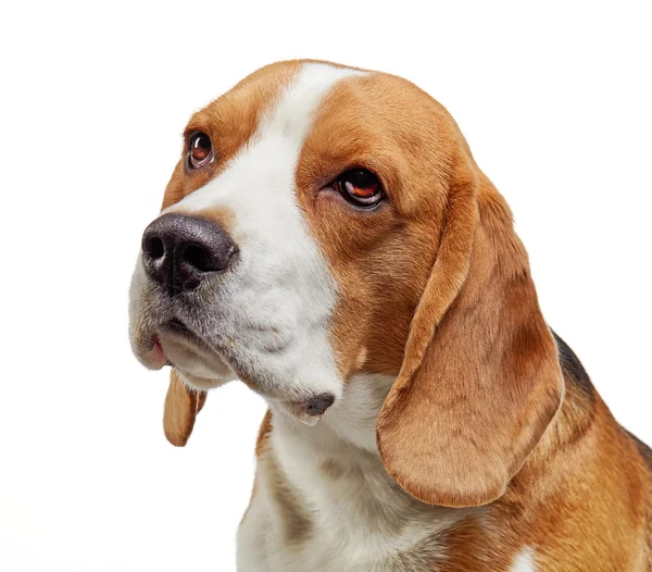 Portrait of young beagle dog — Stock Photo, Image