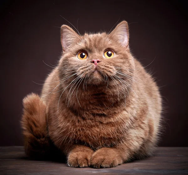 Портрет британской короткошерстной кошки — стоковое фото