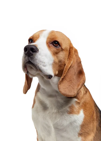 Portrait of young beagle dog — Stock Photo, Image