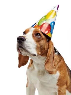 Genç beagle köpek portresi