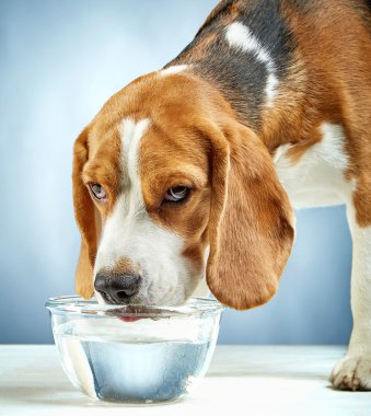 Beagle köpek su içer