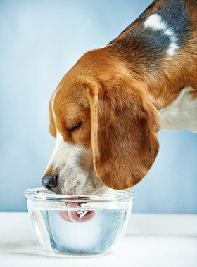 Beagle köpek su içer