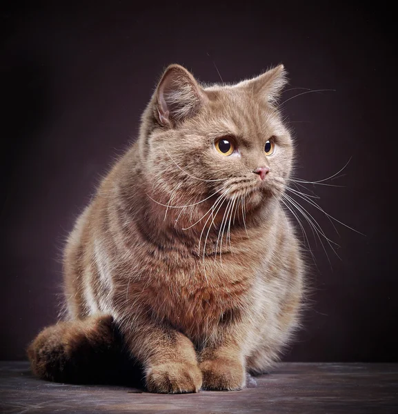 Portrait of british short hair cat — Stock Photo, Image