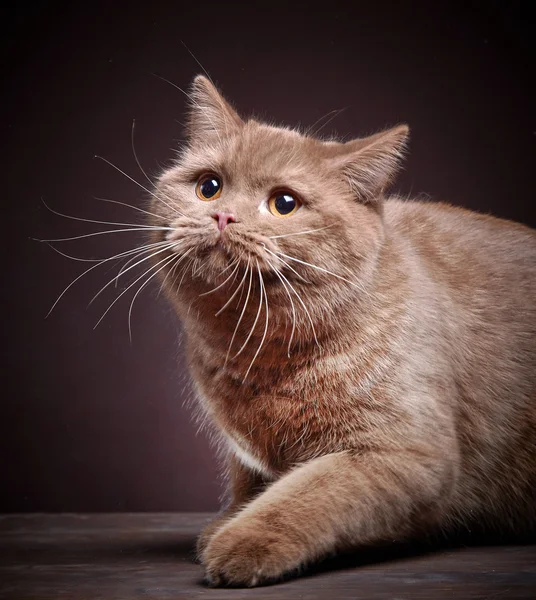 Ritratto di gatto pelo corto britannico — Foto Stock