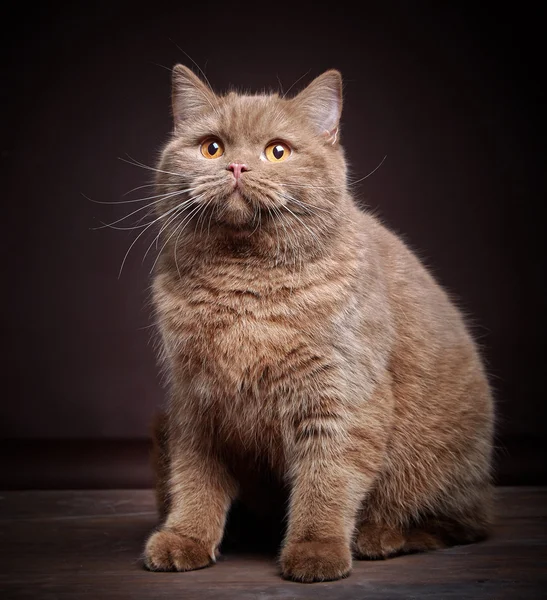 Portrét british krátké vlasy Cat — Stock fotografie