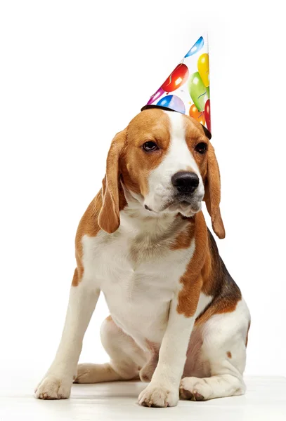 Retrato de cão beagle jovem — Fotografia de Stock