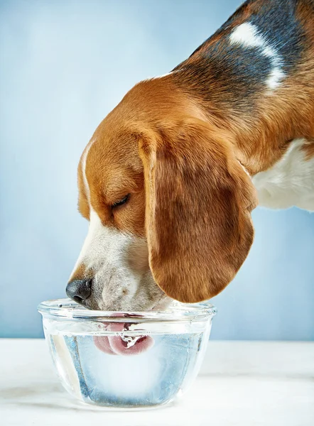 Beagle pes pije vodu — Stock fotografie