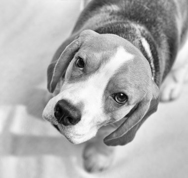 beagle köpek portresi