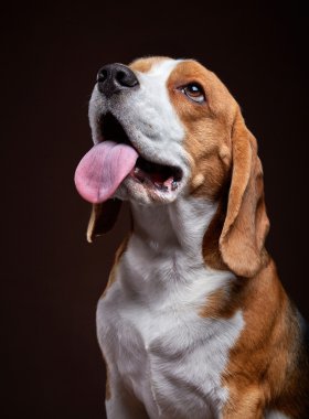 Genç beagle köpek portresi