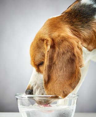 Beagle köpek su içer