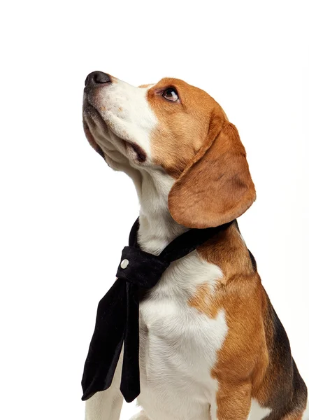 Portrait of young beagle dog — Stock Photo, Image