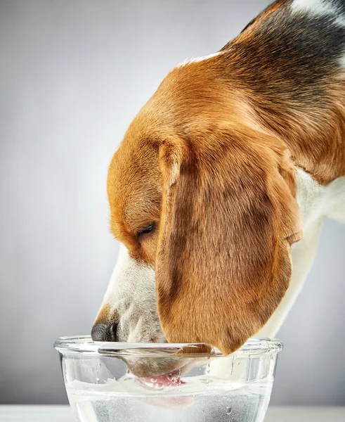 Beagle perro bebe agua —  Fotos de Stock