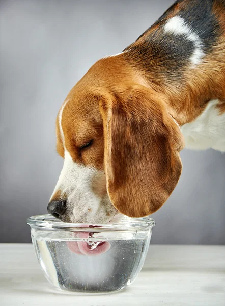 Beagle perro bebe agua —  Fotos de Stock