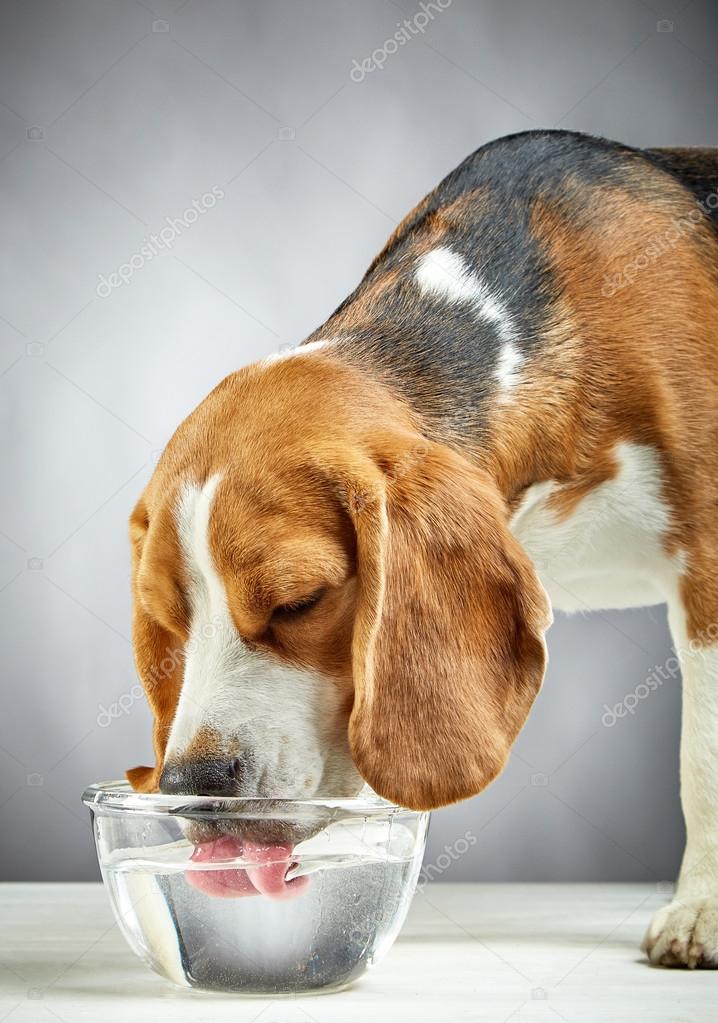 Beagle Perro Bebe Agua Fotografia De Stock C Magone Depositphotos Beagle Perro Bebe Agua Fotografia De Stock C Magone Depositphotos