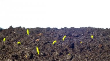 Bezelye lahanası büyümek, hızlandırılmış yatır