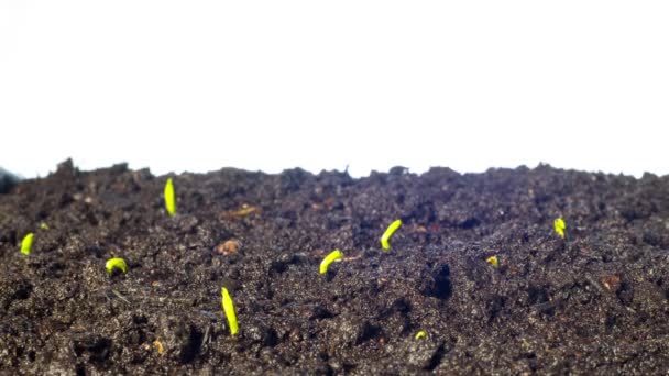 Pea sprouts grow, tilt time-lapse — Stock Video