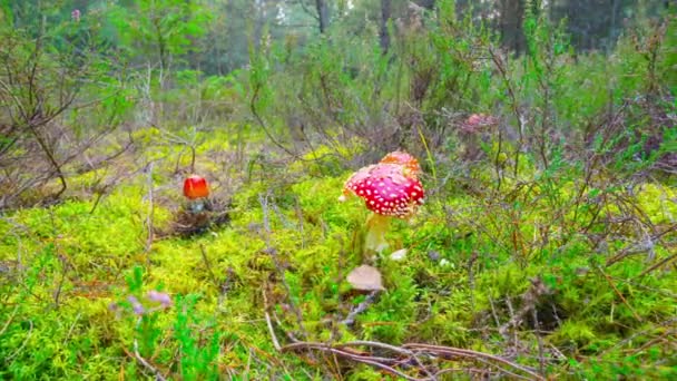 Mosca roja agárica en el bosque de otoño, lapso de tiempo con la muñeca — Vídeo de stock