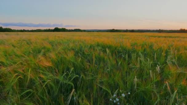 Gebied van rogge in de zonsondergang — Stockvideo