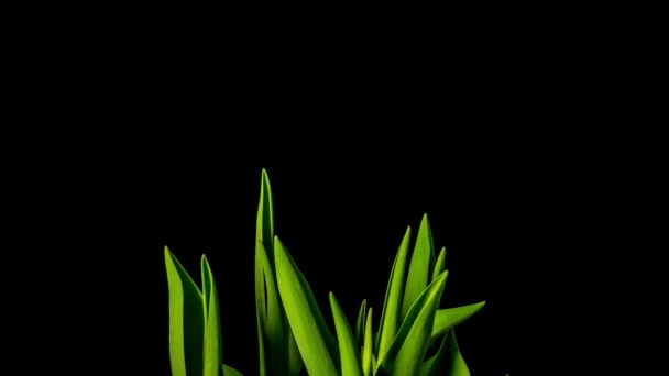 Tulips grow and bloom , time-lapse — Stock Video