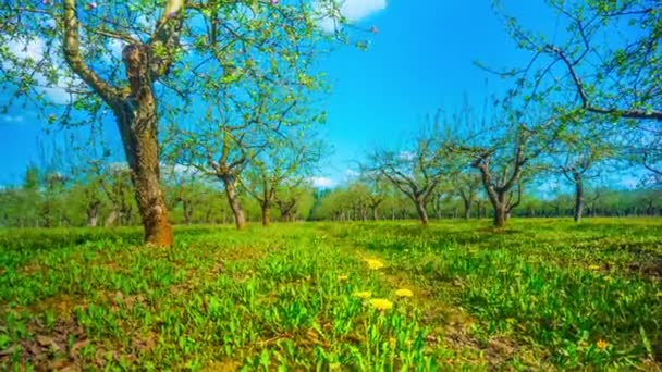 Blossoming apple orchard, time-lapse with crane — Stock Video