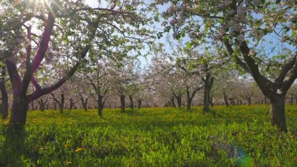 Blossoming apple orchard, pan — Stock Video