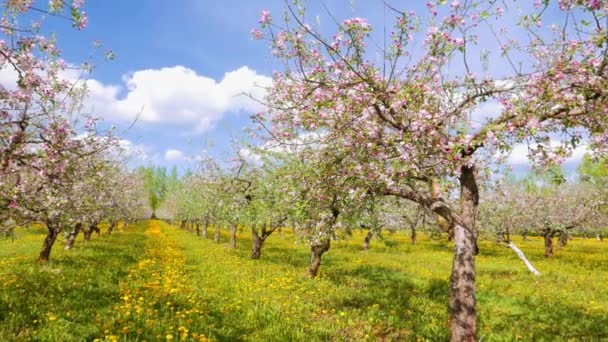 Huerto de manzanas en flor, sartén — Vídeo de stock