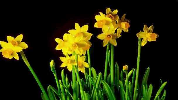 Gele narcissen bloeien, time-lapse — Stockvideo