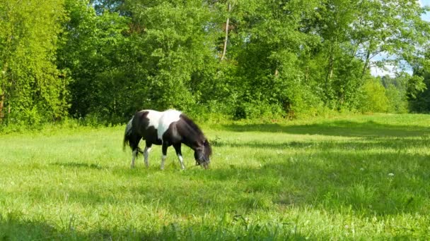 Pony pâturage dans une prairie — Video