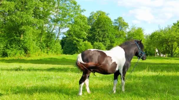 小马在草地上吃草 — 图库视频影像