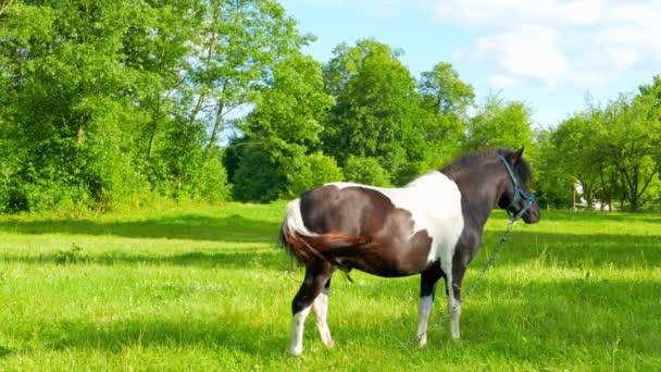 Pony pâturage dans une prairie — Video