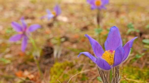 Spring flowers chamber — Stock Video